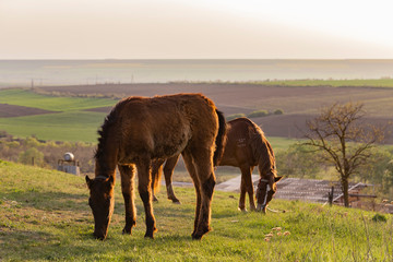 Mare with foal in the pasture. A animal that is grazing. A horse is eating grass at sunset. RURAL EVENING.