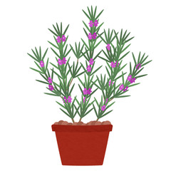 Fototapeta na wymiar Rosemary tree with flowers in clay pot. Isolated. White background.