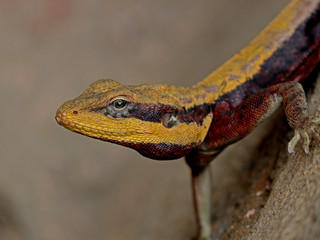 lizard on rock