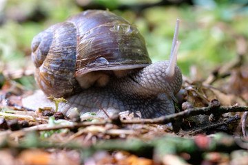 Weinbergschnecke auf dem Waldboden