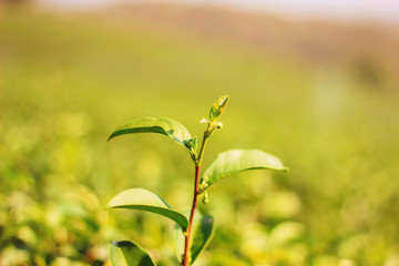 Tea leaves at tea plantation in Chiang Rai north Thailand.