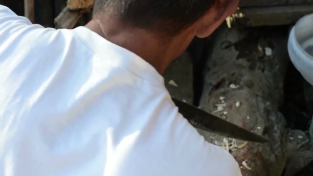 Village doctor prepares a wooden contraption carved from a branch of the guava tree to be used in circumcising a pre-adolescent boy