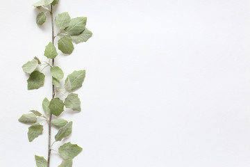 A branch with light green young leaves on textural white paper. Spring background for design and decoration.