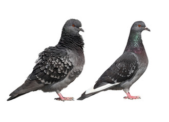 Two common pigeons