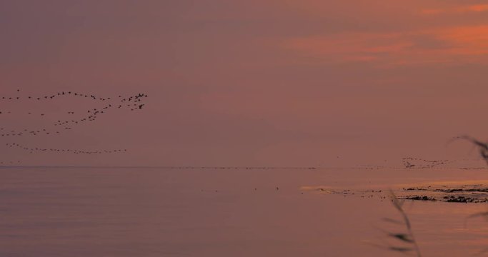 Flock of birds in the sunset
