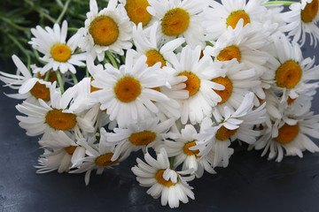 A bouquet of camomiles close-up is located on a dark background