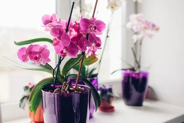 Fotobehang Purpere orchidee op vensterbank. Thuis planten verzorgen. © igorkorsunsky