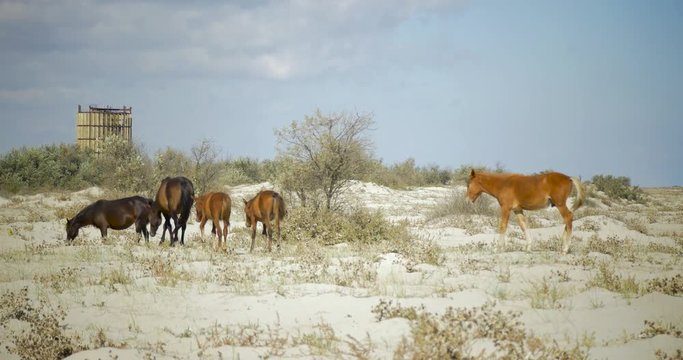 Wild beach with wild horses