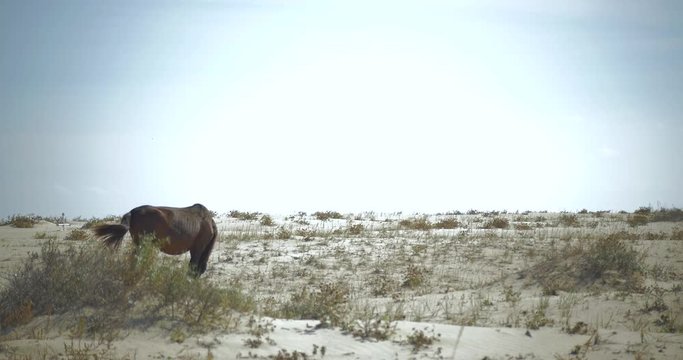 Wild hors in the beach