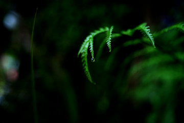 green abstract background