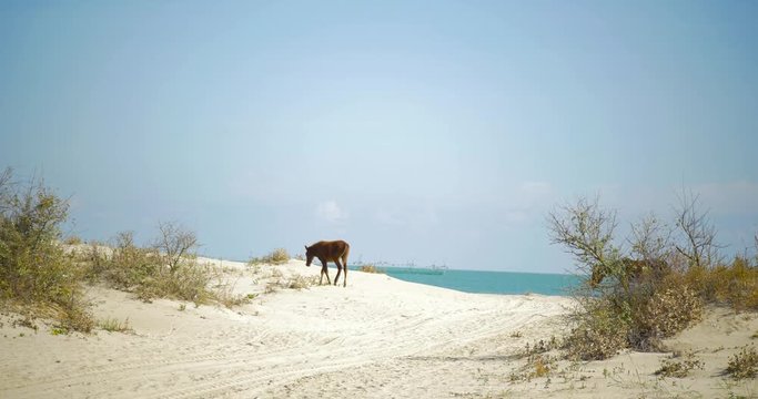 Wild Horses In The Wild Beach