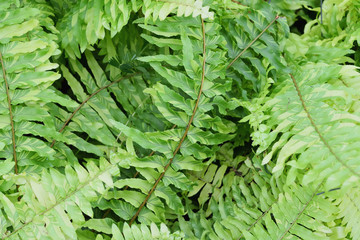 Leaf of fern