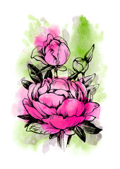 Hand drawn graphics peony flower with watercolor background. Sketch for design, packaging, cards, posters. 