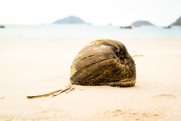coconut lying in white sand at lonely beach - 265476209