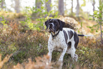 Dog english pointer