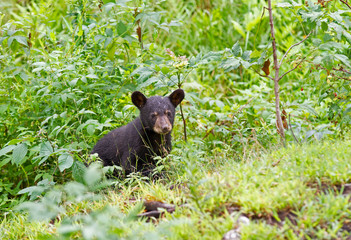 Black bear cub walking through the meadow in autumn in Canada