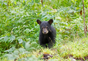 Obraz na płótnie Canvas Black bear cub walking through the meadow in autumn in Canada