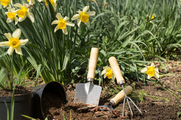 Planting flowers in the garden, garden tools, flowers