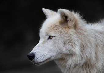 A lone Arctic wolf portrait closeup in summer isolated against a dark background in Canada