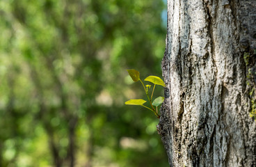 PLANT LIVES FLOWERS FROM A TREE IN VILADECANS, BARCELONA