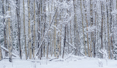 Fototapeta premium Aspen wyrasta po opadach śniegu