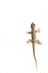lizard on wall white background