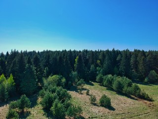 Aerial view of a forest in Belarus