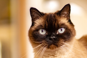 Blue-eyed siamese cat looking to camera