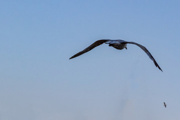 Seagull flying away wings spread on blue sky background from behind