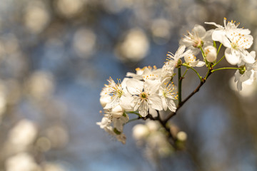 Blossom of the white cherry tree as the sign of spring time, selective focus