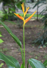 Bird of paradise in the garden