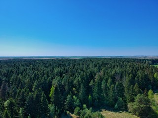 Fototapeta na wymiar Edge of pine forest in Belarus countryside