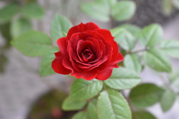 Red Rose Mini