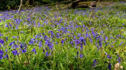 May Bluebells