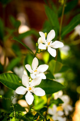 Obraz na płótnie Canvas natural jasmine flower buds closeup in sunlight