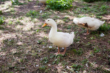 Ducks in the herd