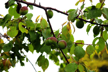 雨上がりに撮影した新鮮で清々しい青梅