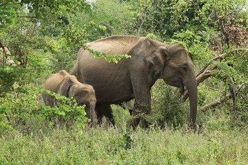 Fototapeta na wymiar Big elephant with baby elephant in Udawalawa national park Sri Lanka