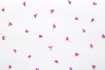 Spring pink  flowers on texture white paper. Spring background for design and decoration.