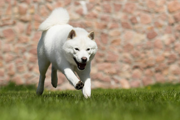 the dog breeds Hokkaido runs on the lawn