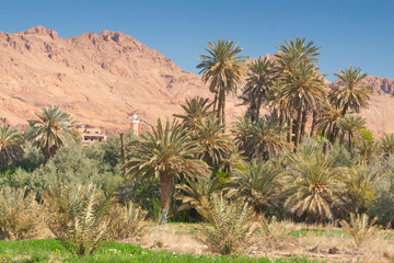 Fototapeta na wymiar Morocco, Tinghir, Oasis, Date Palm Orchard,