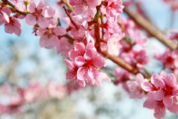 Fototapeta na wymiar luxurious peach blossoms in spring