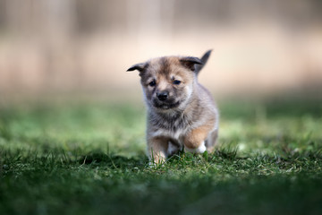 happy mixed breed puppy running outdoors