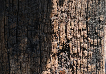 painted wood