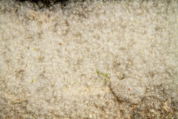 lying poplar fluff