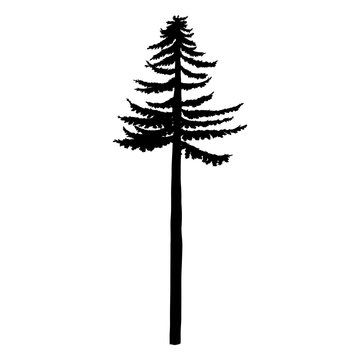 Vector Black Silhouette of Tall Pine Tree