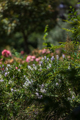 Park, garden in Barcelona, Spain in Europe