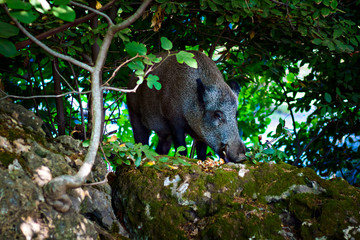 Wild boar. Forest nature background.