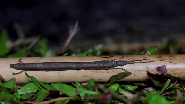 Closeup stick insect or Phasmids (Phasmatodea or Phasmatoptera) sitting on a wood at the national park of thailand.