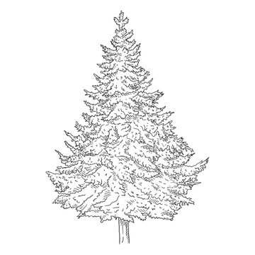 Vector Hand Drawn Sketch Pine Tree